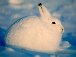 An arctic hare